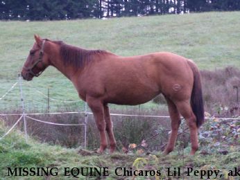 MISSING EQUINE Chicaros Lil Peppy, aka Chicky, Near Forks, WA, 98331